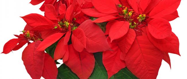 Stella di Natale: trucchi e consigli utili per prolungarne la vita anche dopo le feste