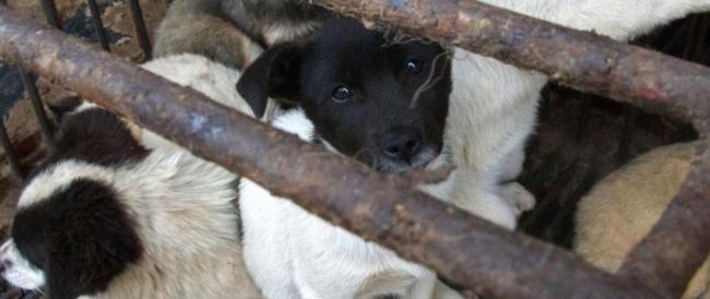 L’appello alle Nazioni Unite: “Chiudete i wet market, l’inferno degli animali dove nascono virus e pandemie”