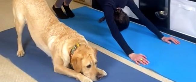 Il labrador che fa yoga con la sua padrona: il video è virale