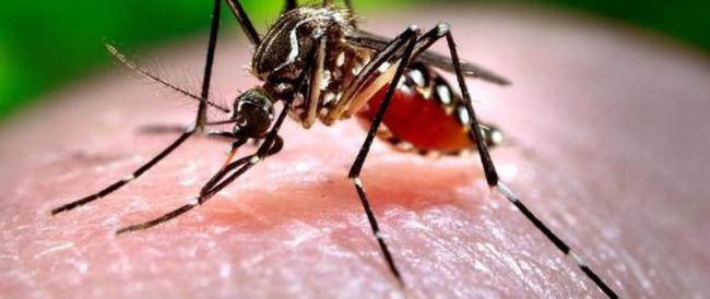 'La super zanzara che resiste al gelo è arrivata in Italia'