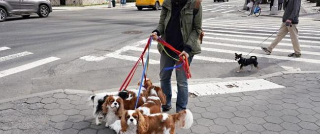 Distanziamento sociale anche per cani e gatti: la raccomandazione dell’FDA