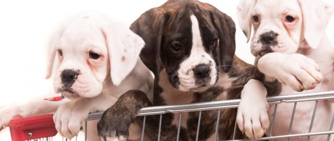 Francia vieta la vendita dei cuccioli di cani e gatti nei negozi