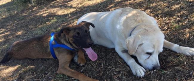 Nasce a Bracciano il primo ospizio per cani anziani rimasti orfani