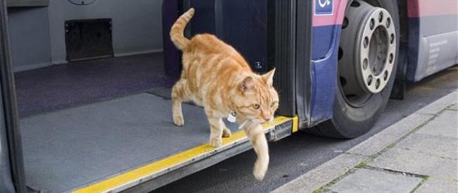 Cani e gatti ammessi ovunque per legge: in arrivo la norma