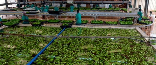 Una misteriosa malattia colpisce le banane. Una volta contaminato il terreno, non c’è speranza di eliminarla