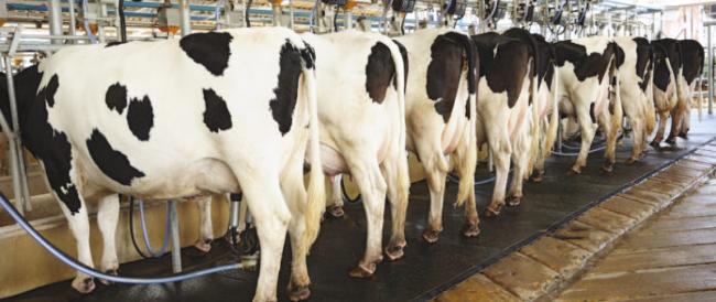 Nel latte antibiotici, cortisonici e antinfiammatori: tracce in più della metà dei marchi analizzati