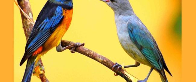 Nel 2030 sentire il canto degli uccelli sarà un evento più unico che raro 