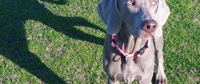 Runa, la cucciola di 4 mesi che ha salvato la vita di una donna rimasta ferita in strada.