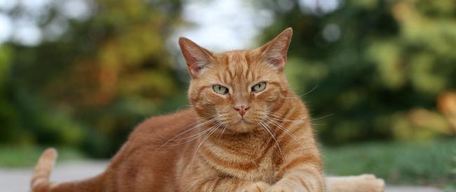 I gatti possono infettarsi e contagiare altri gatti. La virologa Ilaria Capua: “La pandemia potrebbe diventare una panzoozia”