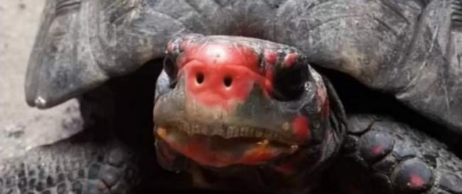 Famiglia ritrova in soffitta la tartaruga scomparsa 30 anni prima: “Eravamo sconvolti. Tutto questo tempo si è nutrita di larve di insetti”