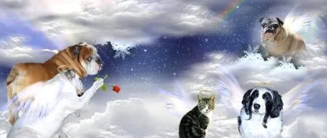 Ponte dell’Arcobaleno: la meravigliosa leggenda del paradiso dei nostri amici animali