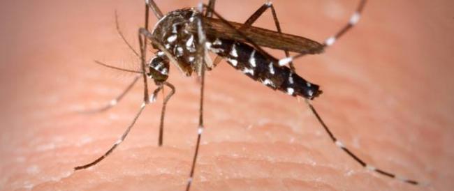 La zanzara coreana si sta diffondendo rapidamente anche in Italia e sopravvive pure al freddo 