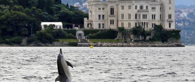 Delfini nei porti, lepri in città, daini in piscina: la riscossa della natura in tempi di quarantena