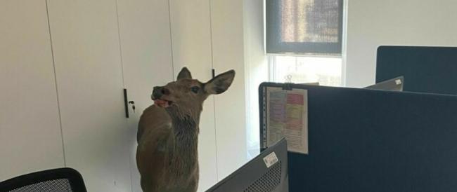  Visita a sorpresa negli uffici del Comune: si materializza un cervo