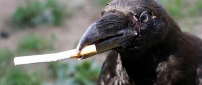 Svezia: 'reclutati' i corvi per raccolta mozziconi sigarette