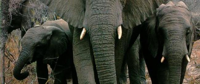 Animali, la Danimarca compra gli ultimi elefanti da circo del paese..e li libera!