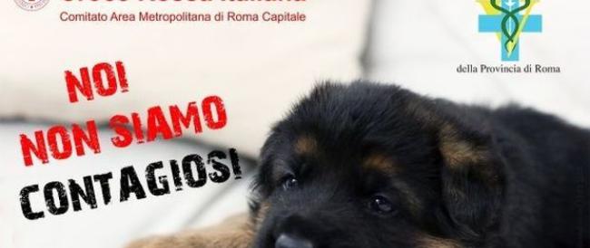 Coronavirus, primi abbandoni di cani di razza. E parte la campagna: «Noi non siamo contagiosi»