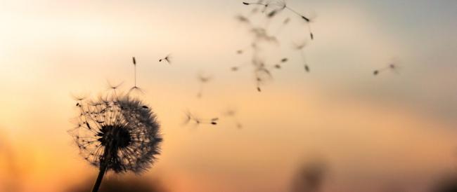 Stagione nera per gli allergici, pollini sei volte oltre la media. Dopo il carpino, ora le graminacee