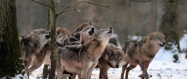 Orsi, lupi, linci: i grandi carnivori riconquistano l’Europa 