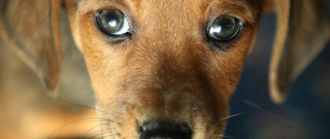 In Campania il primo ‘118 veterinario’: da gennaio apre il pronto soccorso per animali ‘senza padrone’