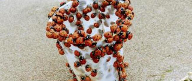 Barletta, sciami di coccinelle tra invasione e stupore
