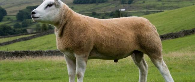 RADIOPOST ESTATE - La pecora più costosa del mondo  è stata venduta in Scozia per quasi mezzo milione di dollari.