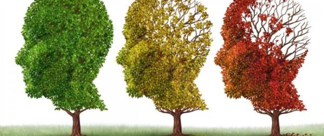 Anche il cervello cambia con le stagioni: in autunno e in estate aumenta la cognizione
