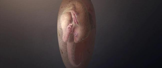 Scoperto un embrione di dinosauro conservato nell’uovo da 70 milioni di anni.