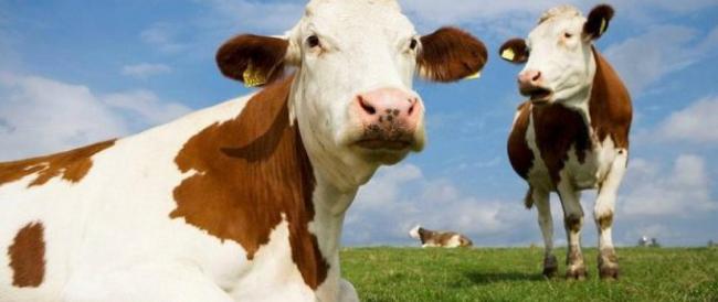Estinzioni, tra 200 anni le mucche potrebbero essere gli animali più grandi sulla Terra