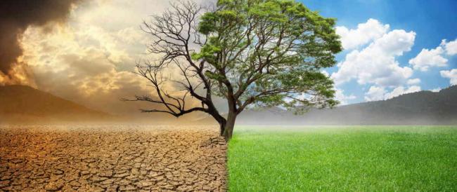 Mimose e ciliegi in fiore a novembre, la natura è in tilt (e la siccità continua)