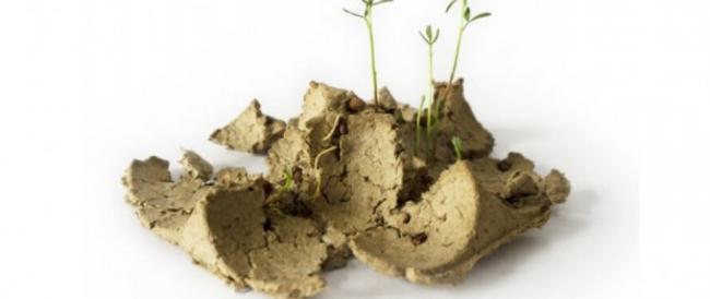 Biopack, il contenitore per le uova che si trasforma in una pianta di legumi