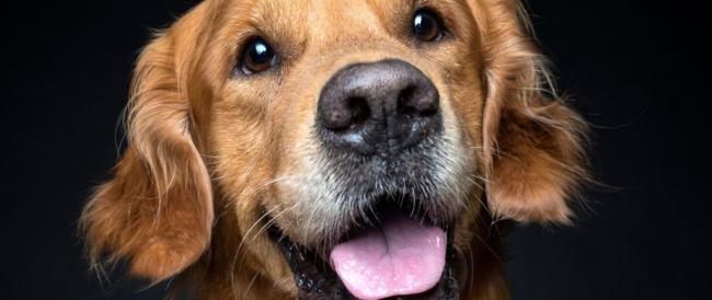Giornata mondiale del cane, i 6 principali falsi miti