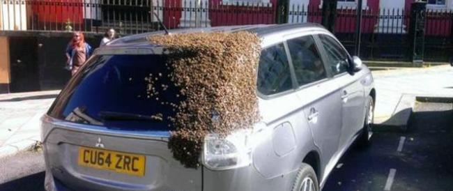 Sciame d'api insegue auto per salvare la sua regina