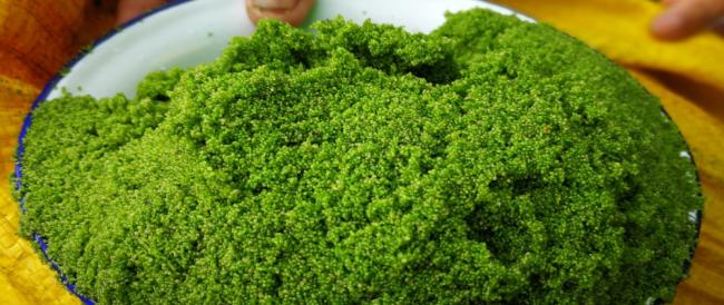 Mankai o lenticchia d’acqua: il nuovo superfood nutrizionalmente completo che potrebbe sostituire la carne