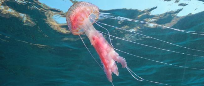 Perché nel Salento e nel Mar Ionio c’è una vera a propria invasione di meduse? 