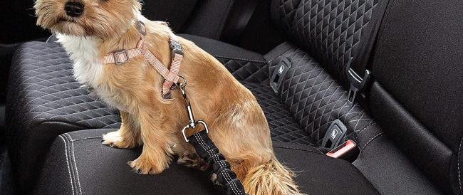Lasciare i cani in auto, anche per pochi minuti, è pericoloso tutto l’anno (non solo d’estate)