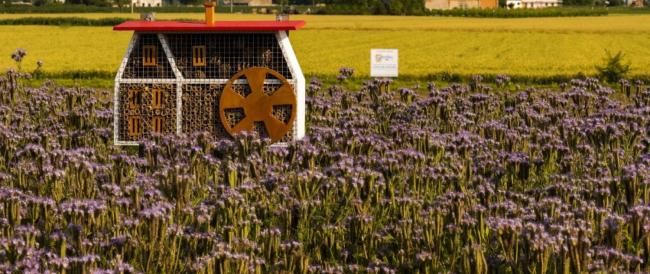 Barilla installa a Parma un apiario che ospita 600mila esemplari