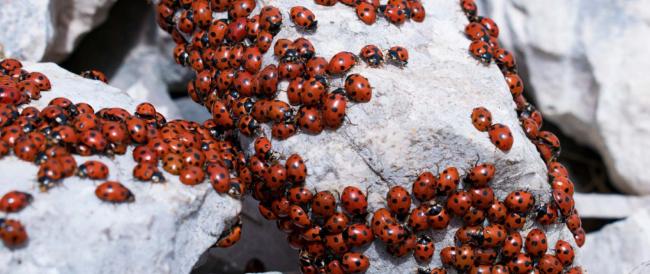 Molise, migliaia di coccinelle invadono il monte: “È il risveglio rosso”. Le immagini spettacolari