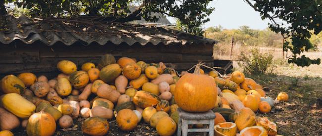 Campi di zucca spuntano in tutta Italia! I 5 più belli da visitare con i bambini ad ottobre (non solo per Halloween) 