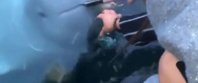 Lo smartphone cade in mare e il beluga lo restituisce