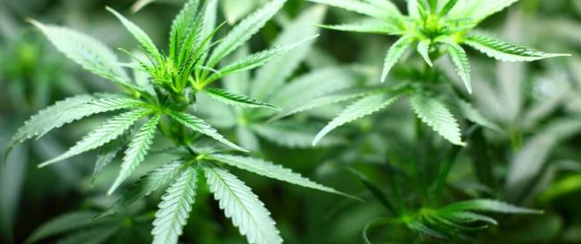 La cannabis light sarà legale, approvato emendamento.
