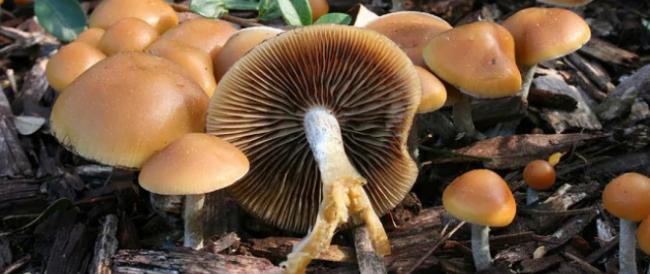 Funghi allucinogeni contro la depressione, ok dai primi test