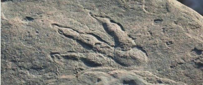 Una bambina di 4 anni passeggia con la famiglia e trova un’impronta di dinosauro di 220 milioni di anni fa 
