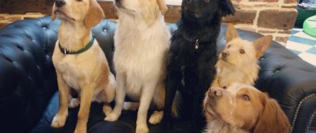 Caffetteria francese raccoglie cani abbandonati facendoli vivere a contatto con i clienti e favorirne così l’adozione
