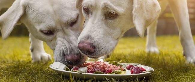 Cani, la nuova tendenza è il cibo fresco