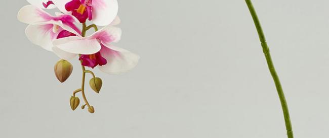 L’orchidea purifica l’aria di casa, aiutando a calmare nervi e mal di testa