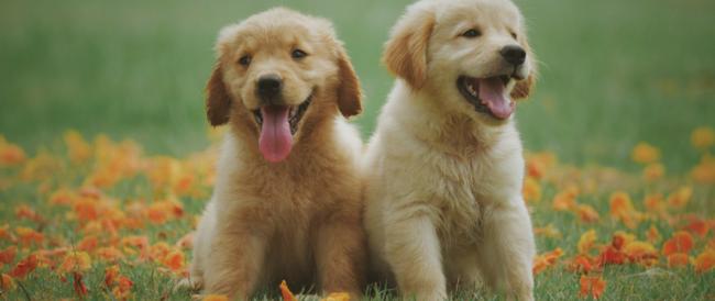 Un cane fa bene al cuore e ti allunga la vita