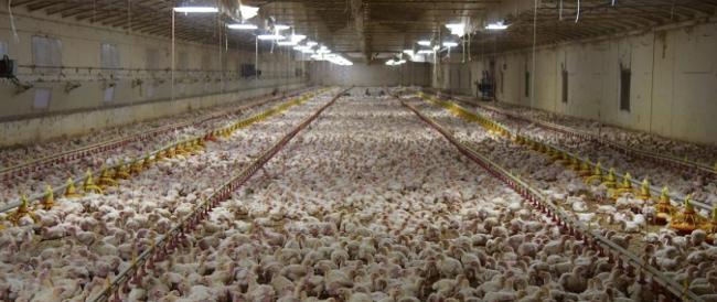 Gli allevamenti intensivi hanno causato la maggior parte delle malattie infettive. “Rischiamo altre pandemie”, avvertono gli esperti