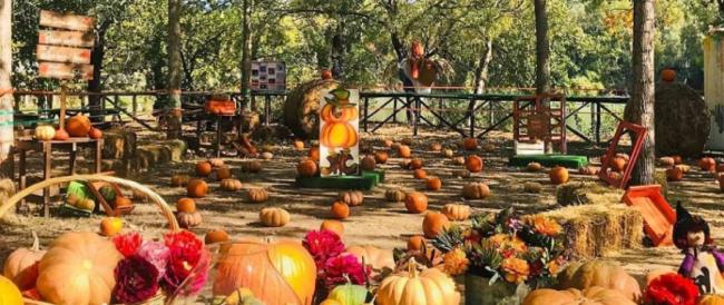 Campi di zucca spuntano in tutta Italia! I 5 più belli da visitare con i bambini ad ottobre (non solo per Halloween)