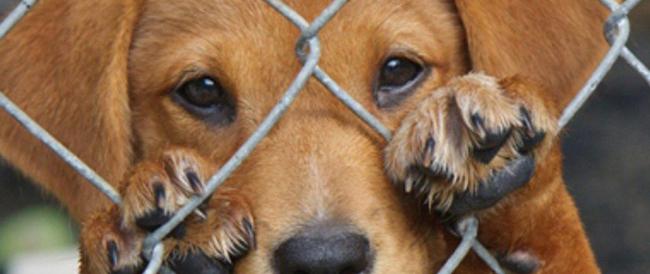 Trump ha firmato la legge che rende la crudeltà verso gli animali un crimine federale